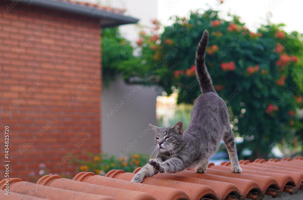 A cute kitten stretching its paws while perched on a brick wall, covered with roof tiles. The kitten looks curious and relaxed, taking in the surroundings on a sunny day.