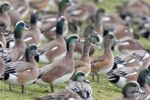 large flock of Wigeon ducks photo