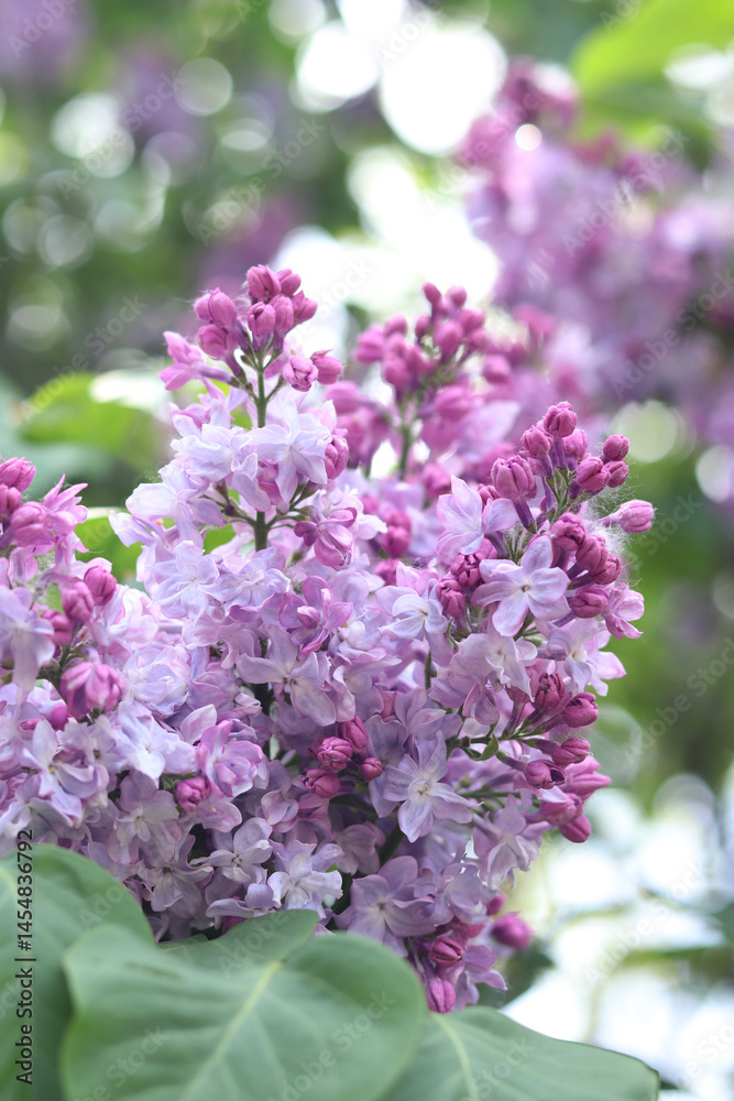Fototapeta premium Lilac flowers close-up. Branch of blooming lilac, spring flowers with soft focus. Nature background. Lilac flowers with selective focus. Spring
