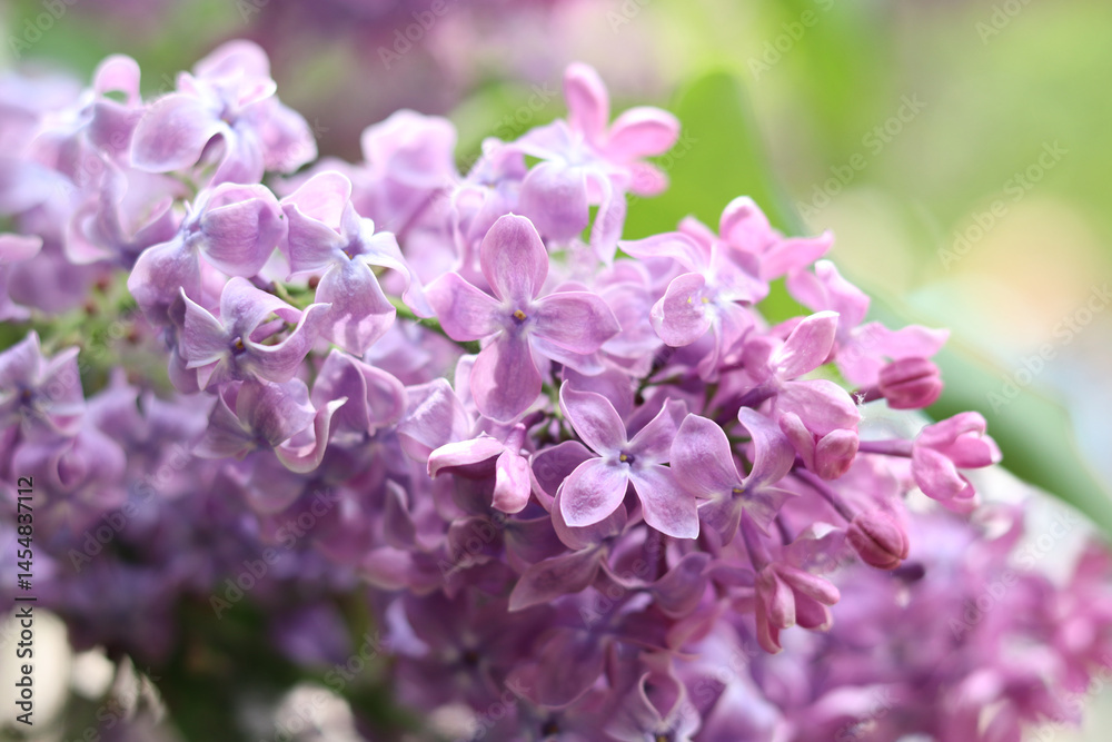 Lilac flowers close-up. Branch of blooming lilac, spring flowers with soft focus. Nature background. Lilac flowers with selective focus. Spring Lilac flowers close-up. Branch of blooming lilac, spring flowers with soft focus. Nature background. Lilac flowers with selective focus. Spring