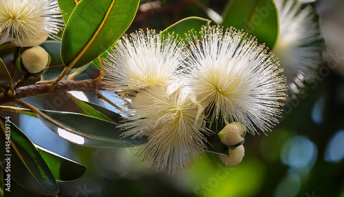 white macadamia flowers on a tree branch in full sun tree white flowers