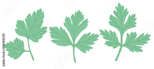  Celery leaves icon set in the flat style on white background.