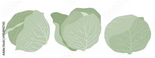 Cabbage Vegetable icon set in the flat style on white background.