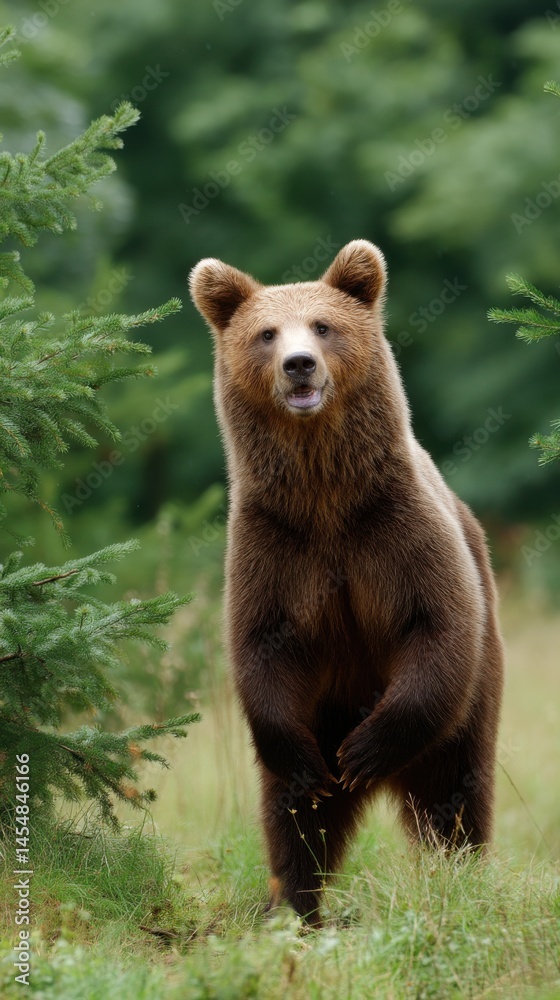 Fototapeta premium A Brown Bear Stands Upright in a Lush Forest Environment, looking directly at the camera with a slightly open mouth
