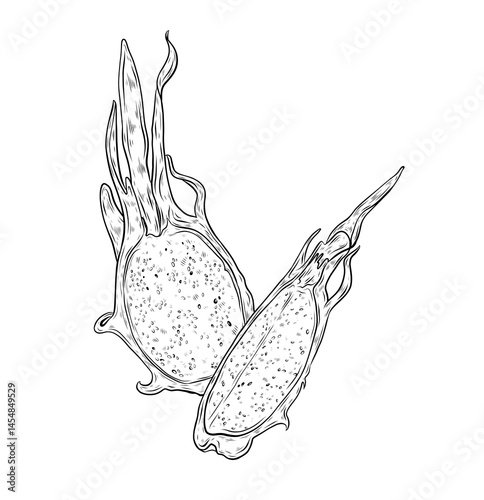 Vector graphics composition with dragon fruit. Exotic fruit pitahaya, dragon fruit illustration. Hand drawn graphics of exotic food, exotic fruits. Design and decoration of menu, packaging.