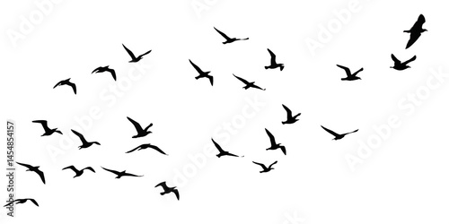flying birds group transparent birds isolated on white background PNG