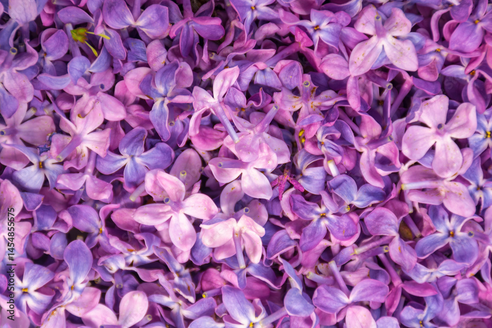 floral texture of syringa. spring background of fallen common lilac petals floral texture of syringa. spring background of fallen common lilac petals