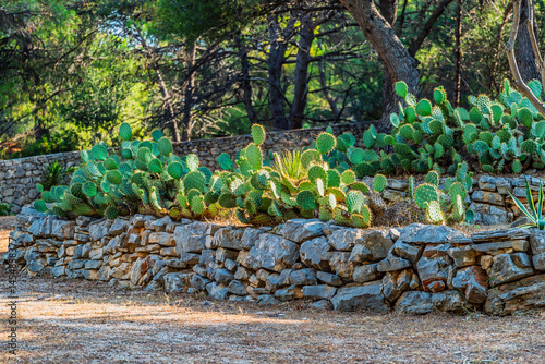 Cactus on the rocks, large green cacti growing on the Adriatic coast in Croatia.