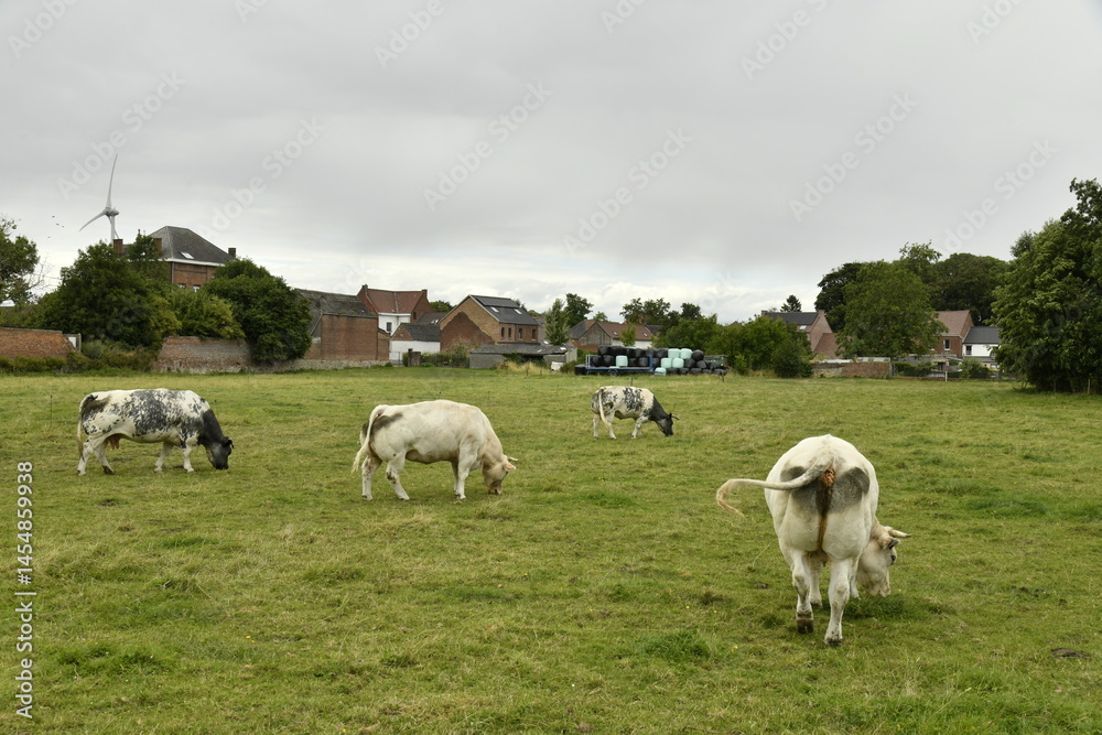 Fototapeta premium Vaches laitières dans l'une des pâtures à Ghislenghien (Ath)