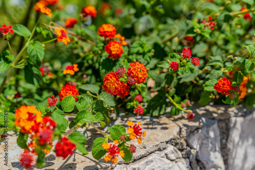 Colorful Flowers in Yellow Red Orange, Lantana camara (common lantana) is a species of flowering plant within the verbena family (Verbenaceae),