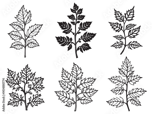 Nettle Leaf Vector Art with Elegant Line Design
