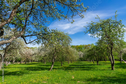 Apple trees in bloom in the city park of Minsk, Loshitsky Park.