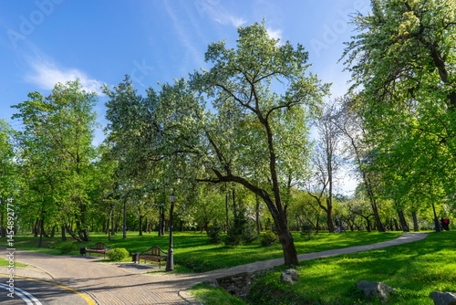 Apple trees in bloom in the city park of Minsk, Loshitsky Park.