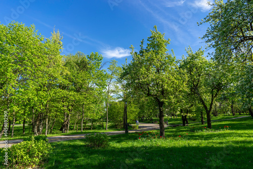 Apple trees in bloom in the city park of Minsk, Loshitsky Park.