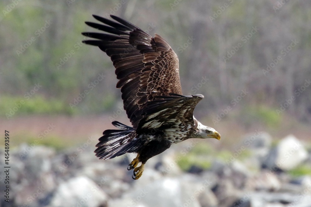 Obraz premium Juvenile Bald Eagle in flight 2