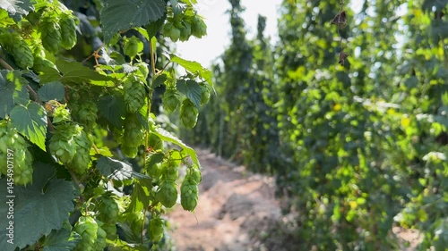 Wallpaper Mural Vibrant Green Hop Clusters Growing in Commercial Farm with Detailed Cone Texture in Natural Sunlight Torontodigital.ca