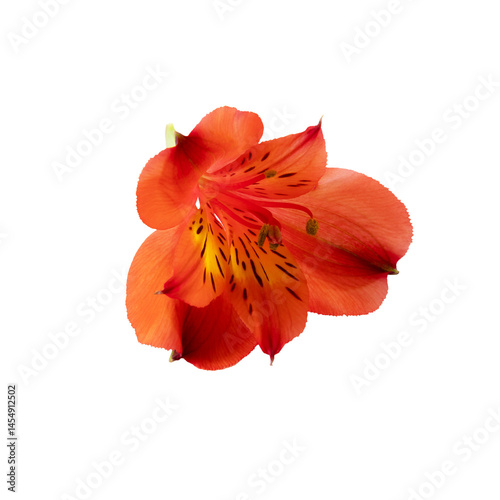 Bright red and yellow alstroemeria flowers isolated on transparent background