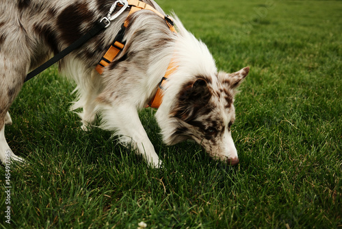Canvas Print Merle Border Collie with an orange harness sniffing the grass while walking on a green field