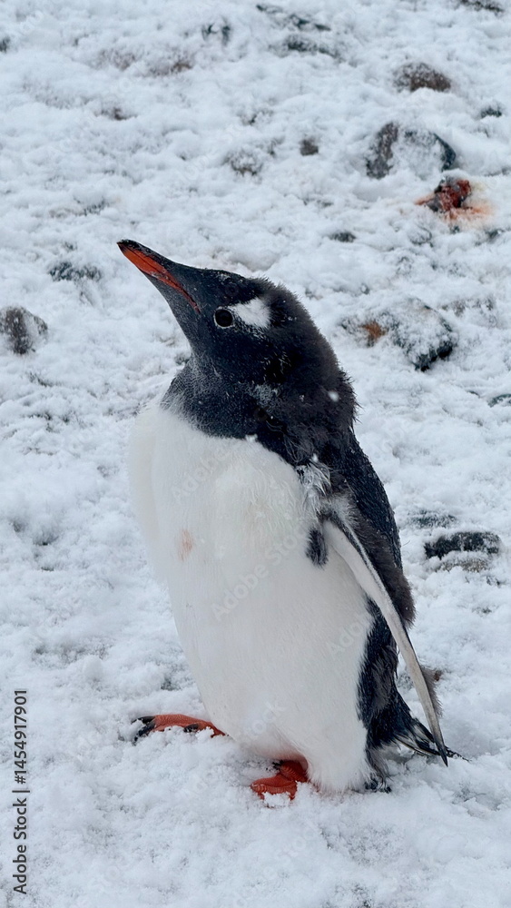 Obraz premium penguin in antarctica