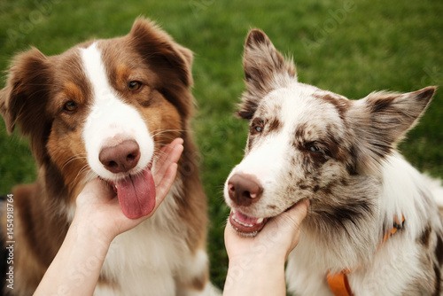 Two friendly dogs brown Australian Shepherd and red merle Border Collie being gently petted on woman's hands. A warm, affectionate moment between pets and their owner outdoors.