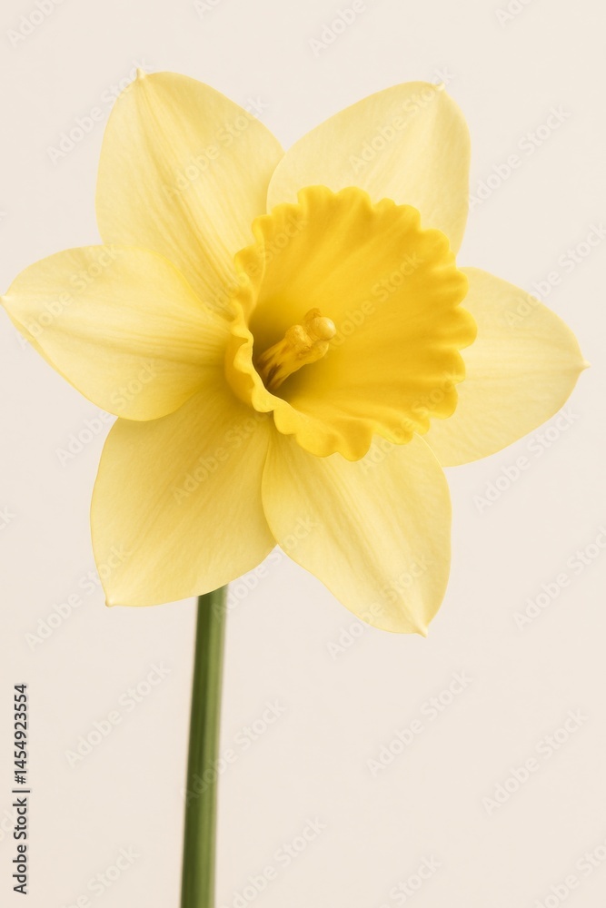 Fototapeta premium Bright Yellow Daffodil Blooming Against a Neutral Background in Springtime Garden