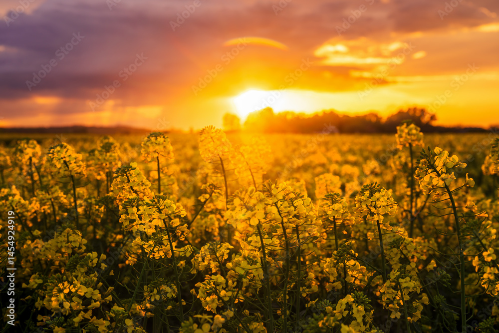 Obraz premium Blooming oilseed rape canola crop plantation field in sunset