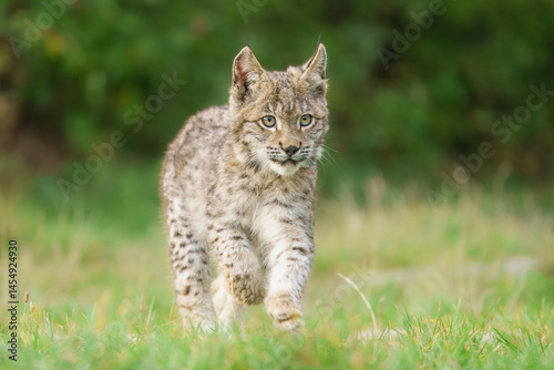 Eurasian lynx -lynx lynx- kitten playing on the forest ground, cute young lynx in the colorful wilderness forest, Germany.
