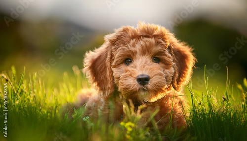 a labradoodle puppy in grass