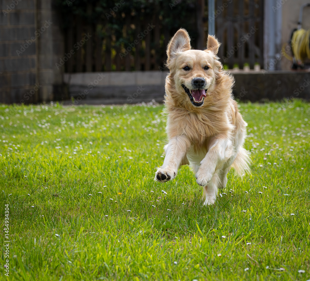 My golden retriever is very happy on a spring day!