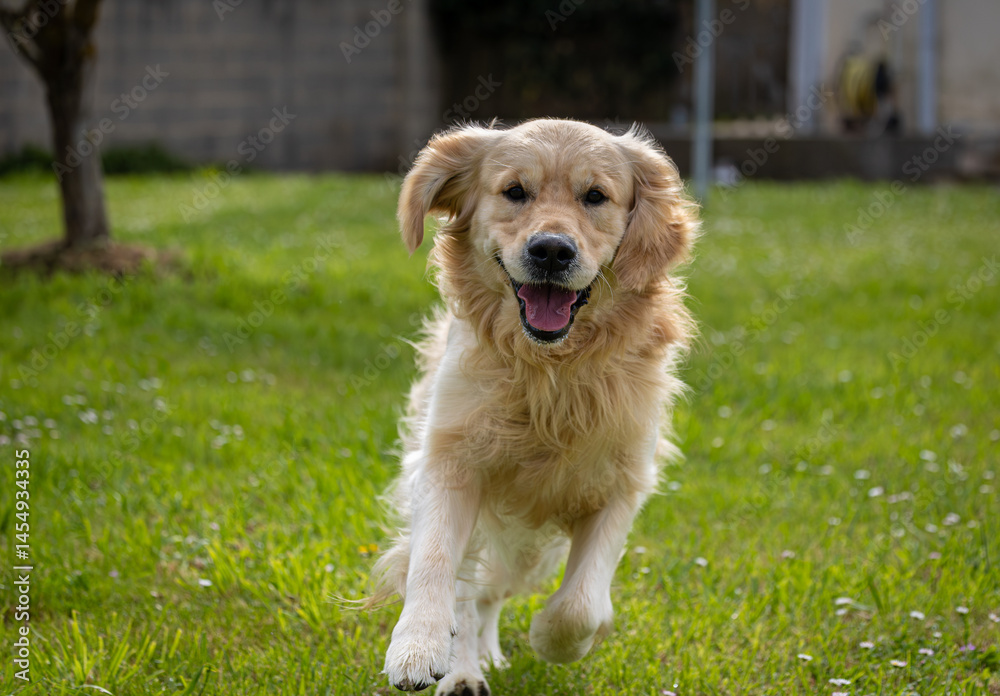 My golden retriever is very happy on a spring day!