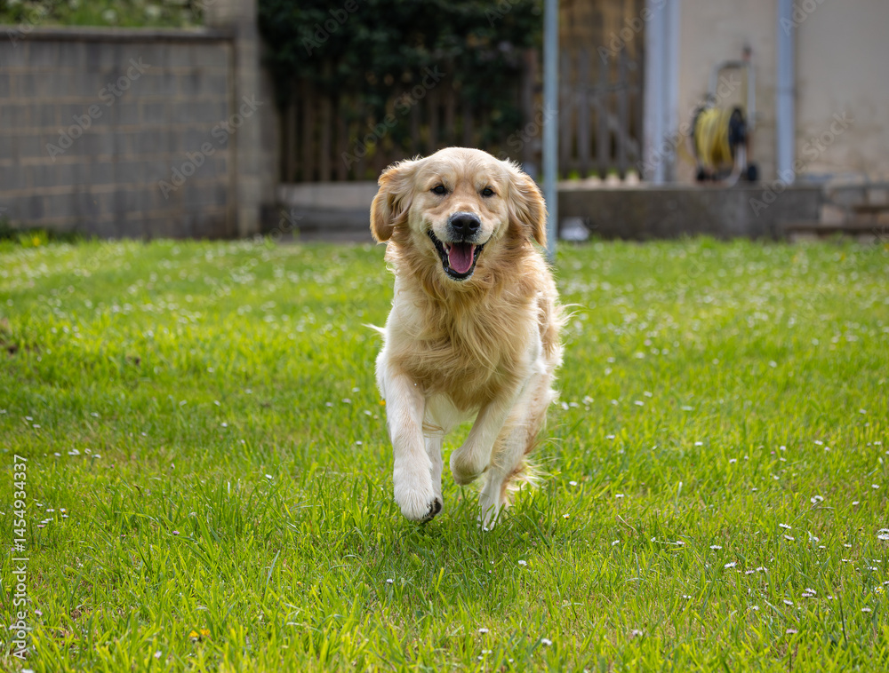 My golden retriever is very happy on a spring day!