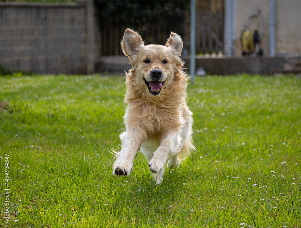 My golden retriever is very happy on a spring day!