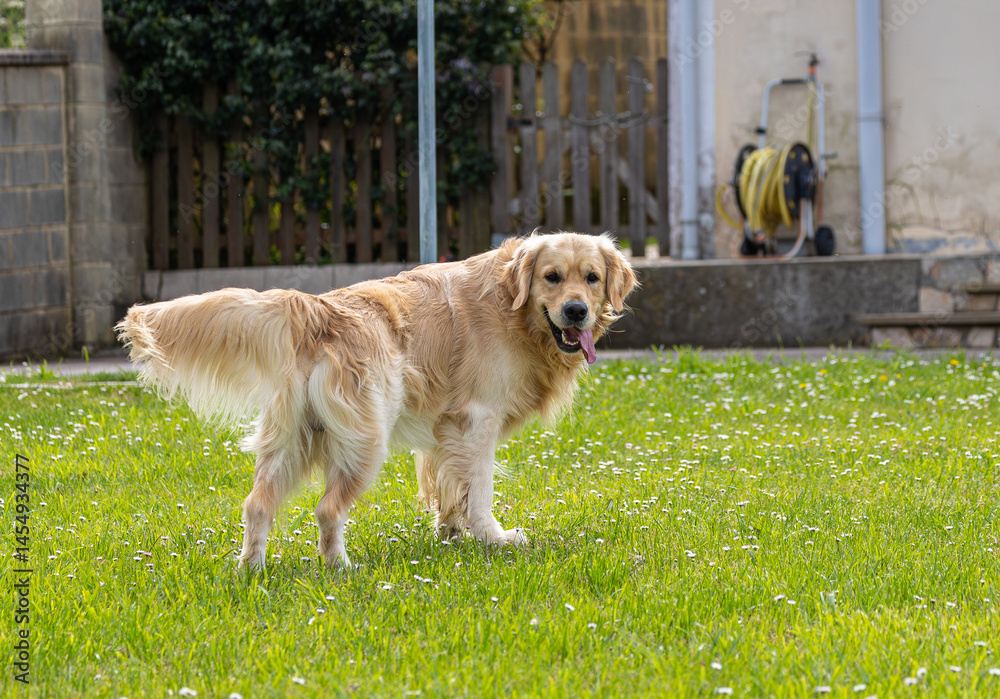 My golden retriever is very happy on a spring day!