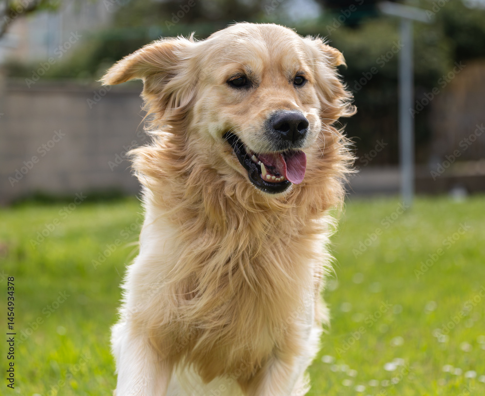 My golden retriever is very happy on a spring day!