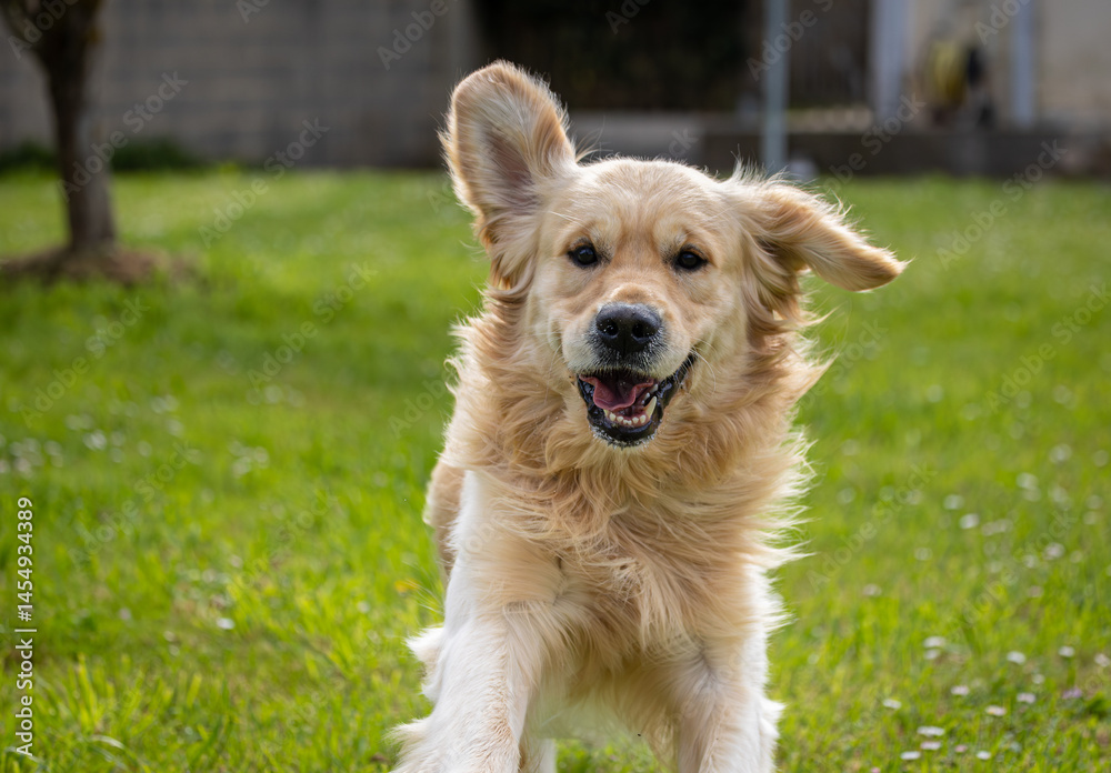 My golden retriever is very happy on a spring day!