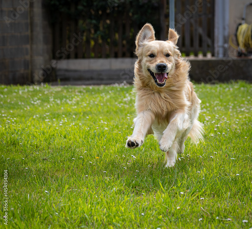 Obraz na płótnie My golden retriever is very happy on a spring day! w salonie