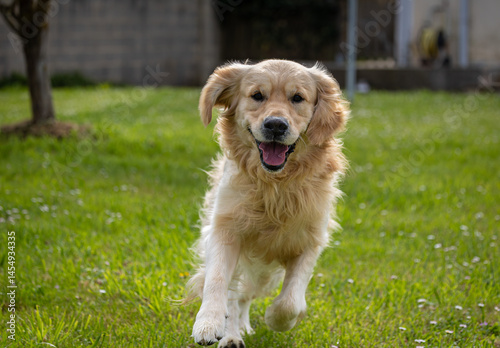 Obraz na płótnie My golden retriever is very happy on a spring day! w salonie