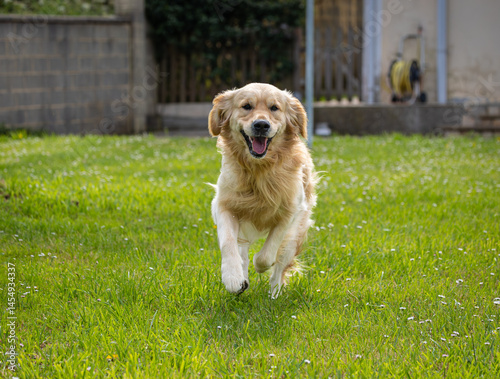 Obraz na płótnie My golden retriever is very happy on a spring day! w salonie