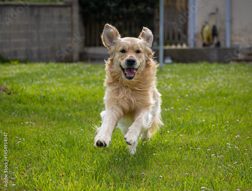Obraz na płótnie My golden retriever is very happy on a spring day! w salonie
