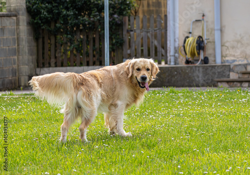 Obraz na płótnie My golden retriever is very happy on a spring day! w salonie