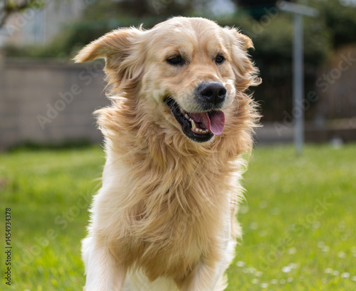 Obraz na płótnie My golden retriever is very happy on a spring day! w salonie