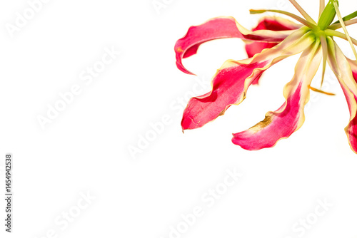 Vibrant Gloriosa Superba (Flame Lily) Flower in Bloom – Macro Botanical Shot. High-resolution close-up of a blooming Gloriosa superba, also known as flame lily, with vivid red and yellow curled petals