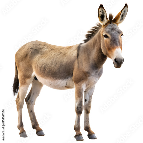 Mule Looking Back Isolated on White