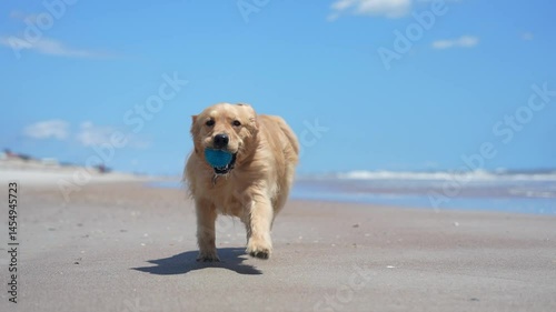 Playful Golden Retriver playing and running on the beach