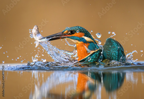 Canvas Print European Kingfisher ( Alcedo atthis ) close up
