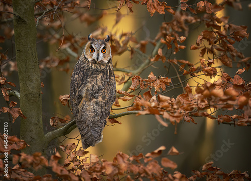 Long eared owl ( Asio otus ) close up