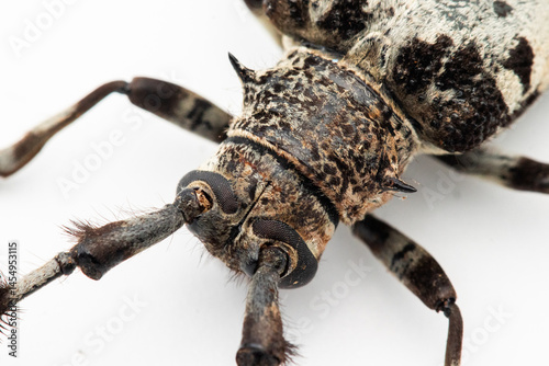 Canvastavla Cerambycidae