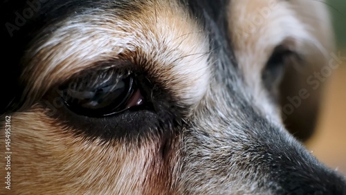 An old dog eye close-up. Sad hopeful look. Soulful gaze looking for thoughtfully. Stray street animal looks at people passing by. Sorrow pet. Bored doggy waiting for an owner. High quality photo.