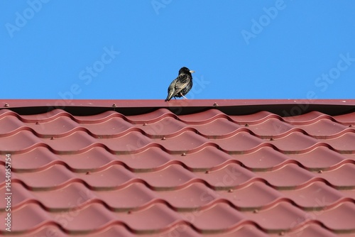 A European starling (Sturnus vulgaris) perched on a red metal roof against a vivid blue sky. The image captures a minimalistic, vibrant contrast between natural and architectural elements.