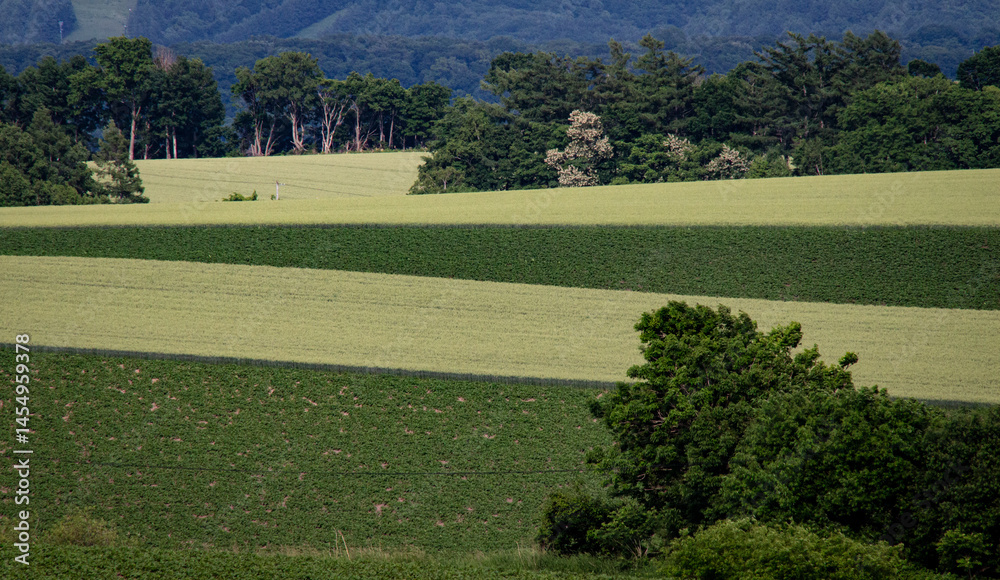 Colorful Fields Colorful Fields